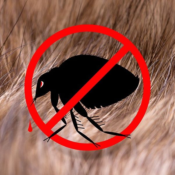 Image of a flea with a red circle around it and slash through it on a furry background.