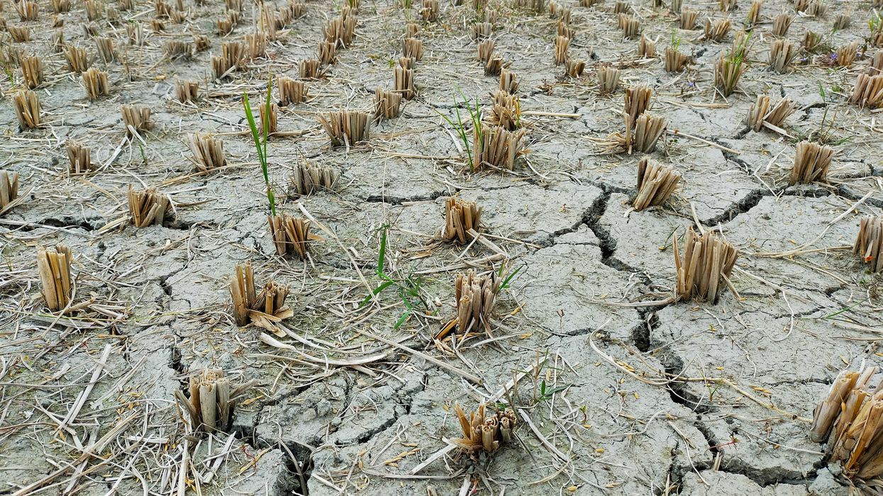 Image of field cracked and dried by drought with desiccated plants cut at the stem.