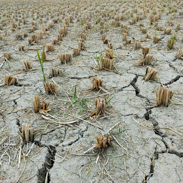 Image of field cracked and dried by drought with desiccated plants cut at the stem.