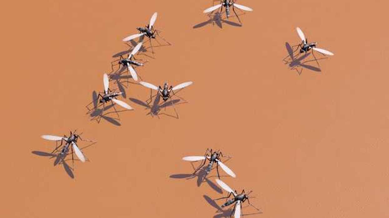 Image of nine mosquitoes against an orange background
