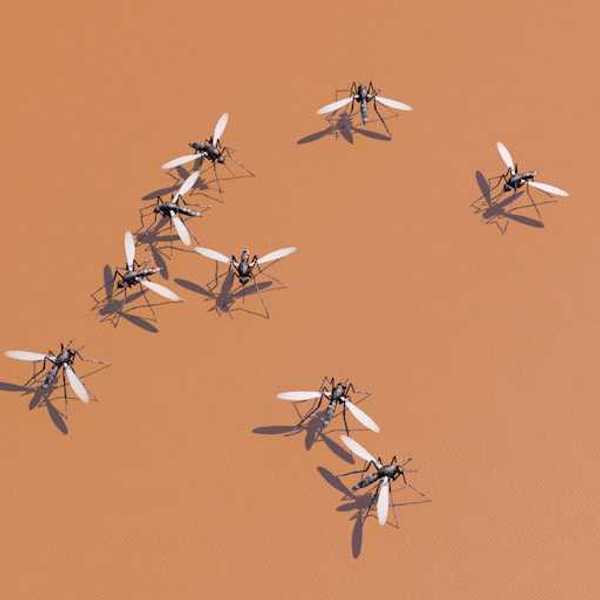 Image of nine mosquitoes against an orange background