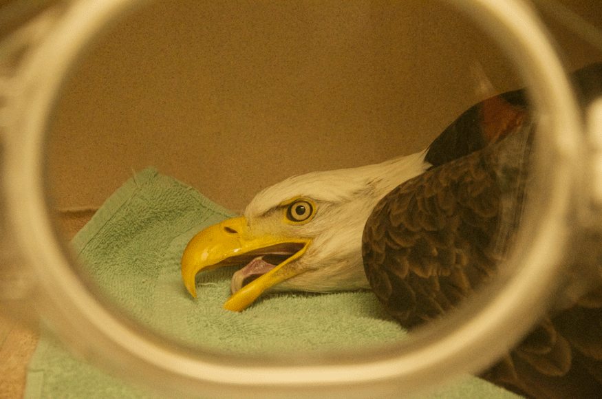 Winged Warnings: Poisoned