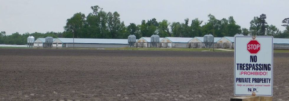 Hog poop bacteria from big NC farms taints nearby homes.