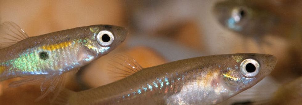 A little Prozac makes guppies most peculiar.