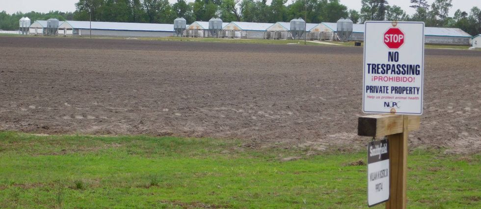 Swine workers on front lines in fight against antibiotic resistance