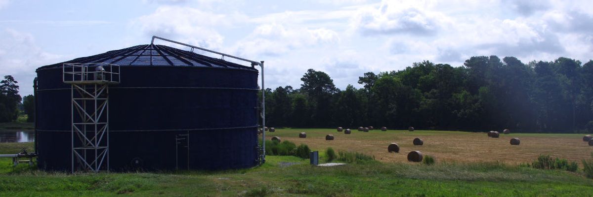 Hog waste-to-gas: Renewable energy or more hot air?