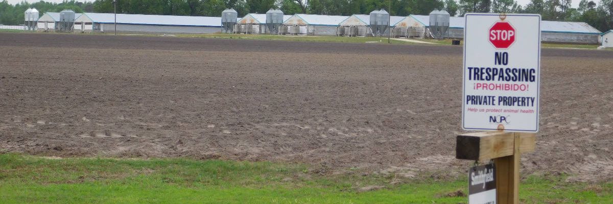 Swine workers on front lines in fight against antibiotic resistance