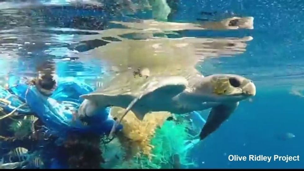 The sad, ugly fate of our plastic trash in the ocean