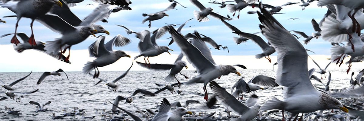 After decades of decreases, mercury rises in Great Lakes wildlife.