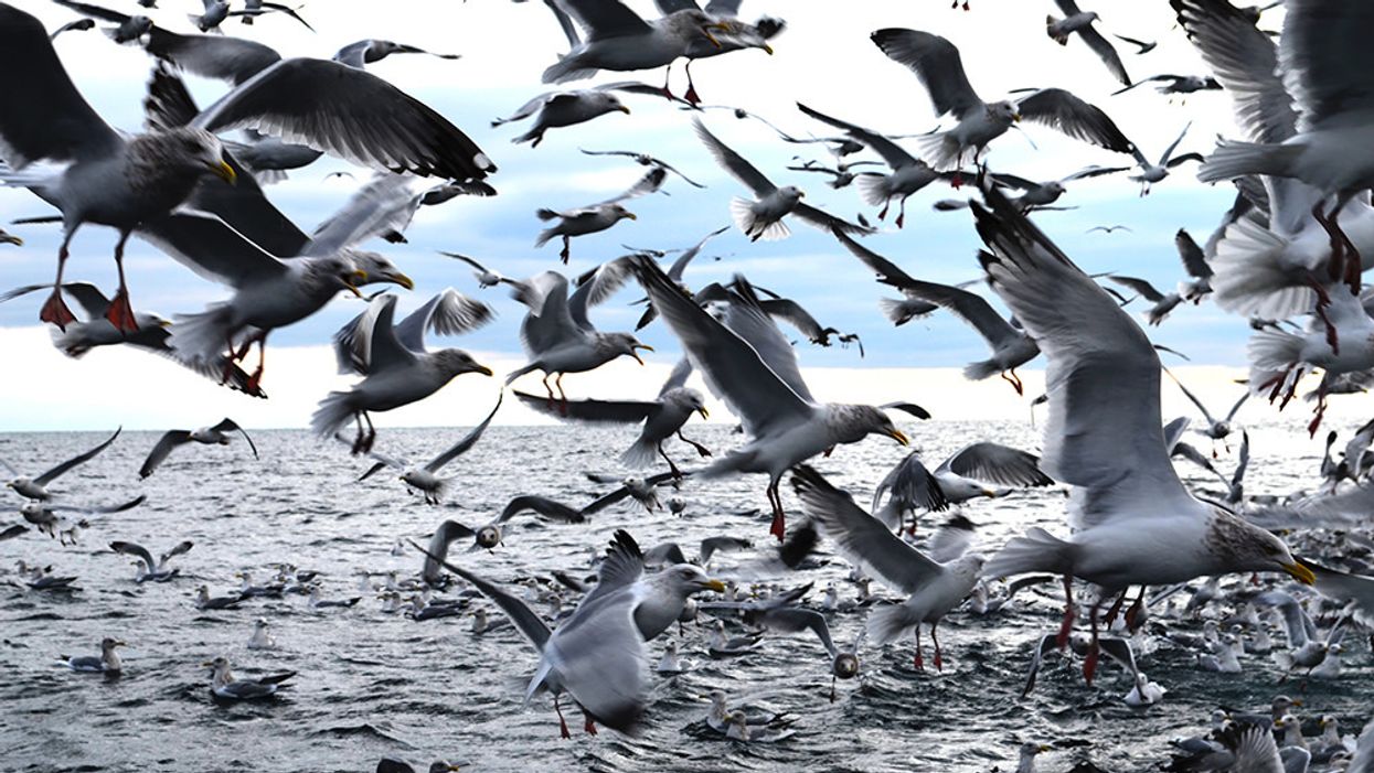 After decades of decreases, mercury rises in Great Lakes wildlife.
