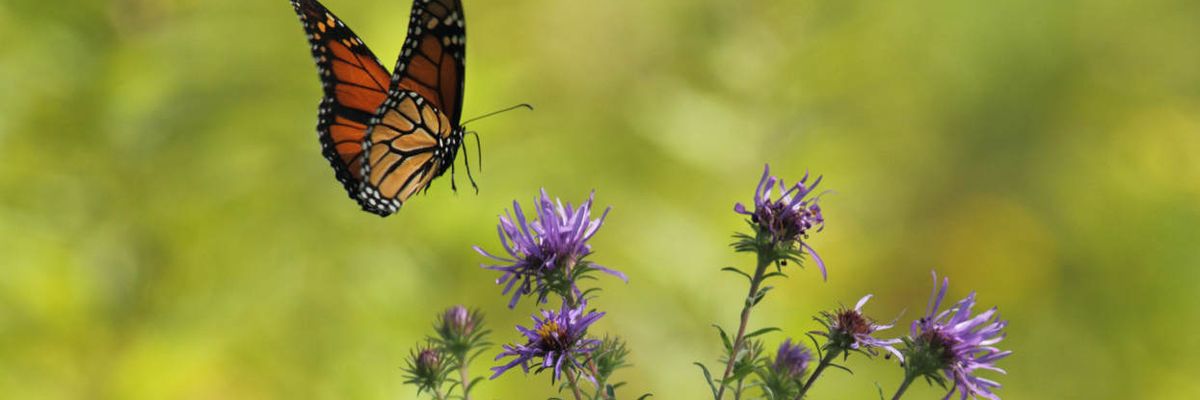 Controversial weedkiller could spell big trouble for monarch butterflies: Report