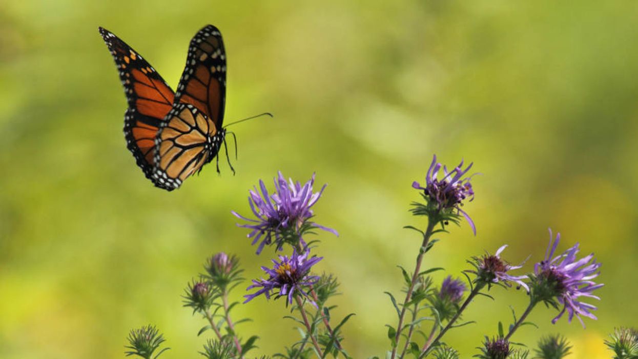 Controversial weedkiller could spell big trouble for monarch butterflies: Report