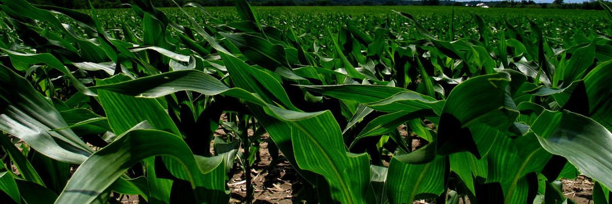 Glyphosate linked to shorter pregnancies in Indiana women