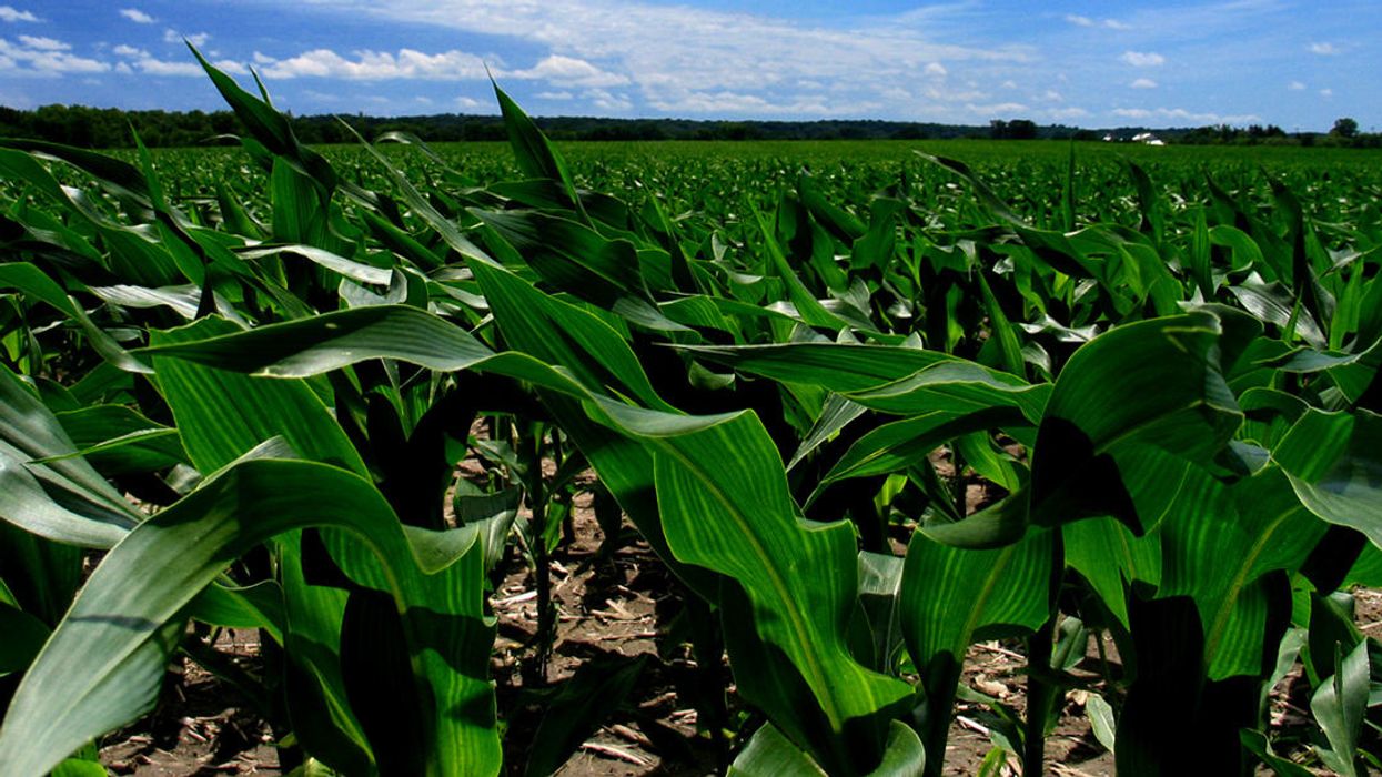 Glyphosate linked to shorter pregnancies in Indiana women