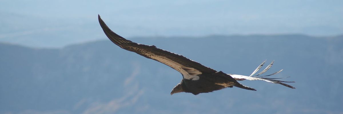 Commentary: Lawmakers want the EPA to ignore impacts of pesticides on endangered species