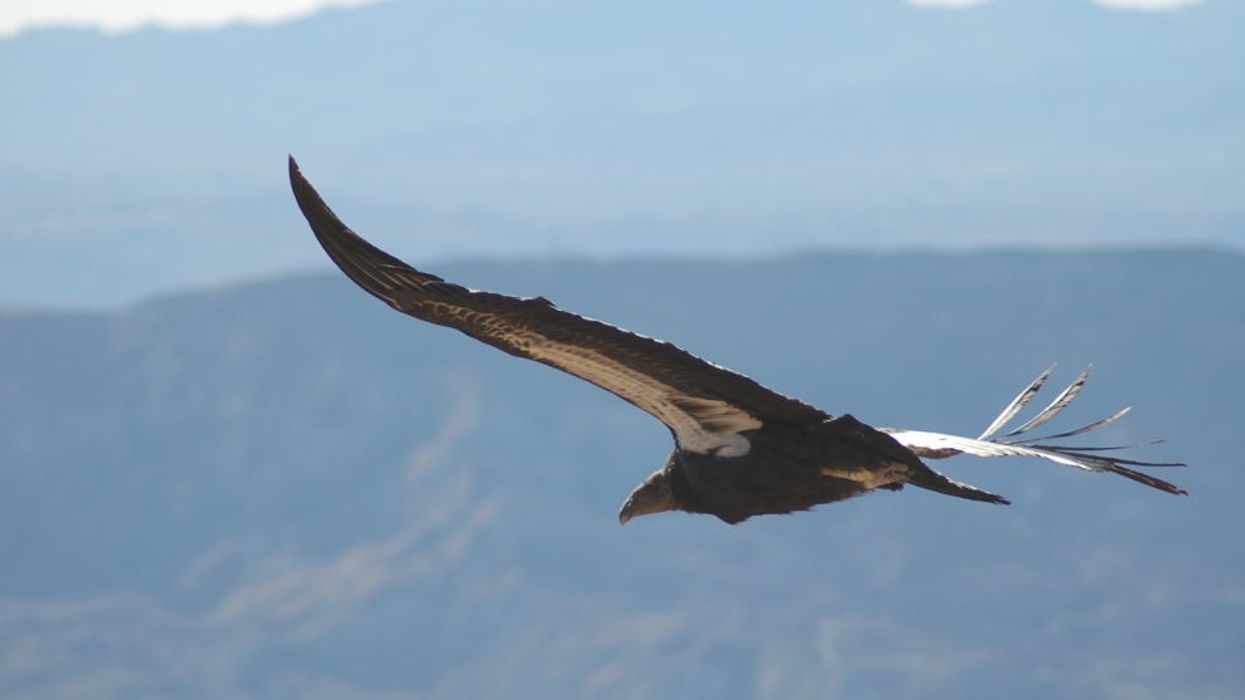 Commentary: Lawmakers want the EPA to ignore impacts of pesticides on endangered species