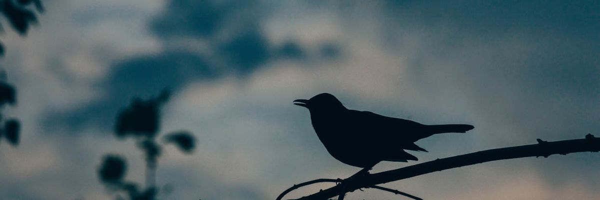 How migratory birds are moving Lyme disease to new places and peoples