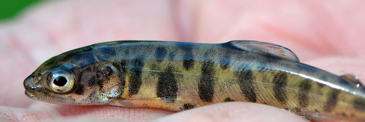 Fish on Prozac prove anxious, antisocial, aggressive