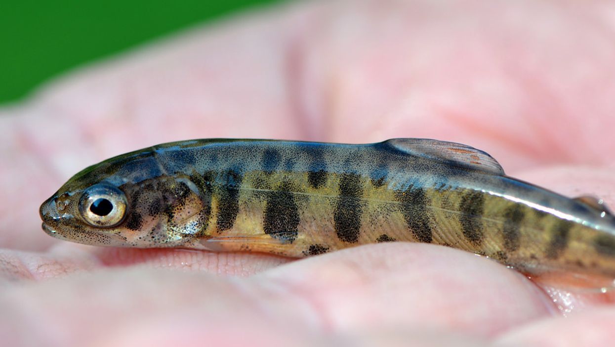 Fish on Prozac prove anxious, antisocial, aggressive