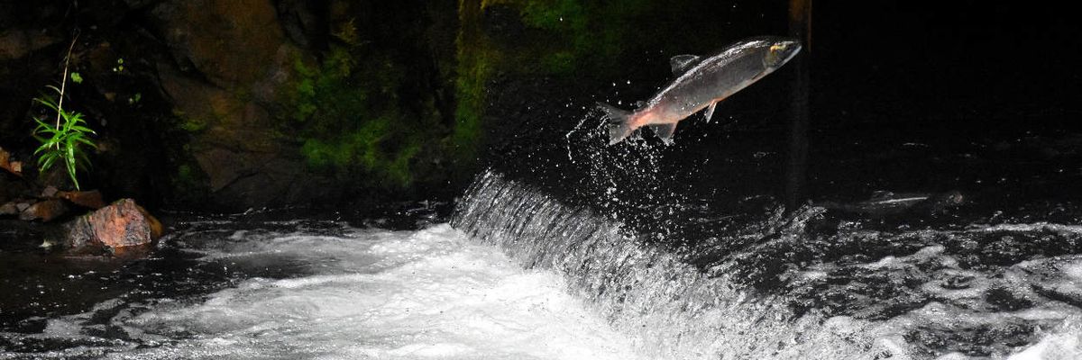 Analysis: The new Farm Bill’s pesticide provisions are a sneak attack on the environment