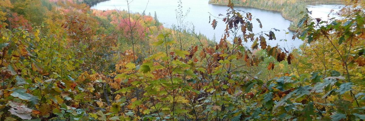 Happy people … happy forests?