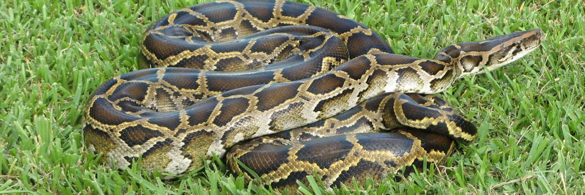 Those invading animals!