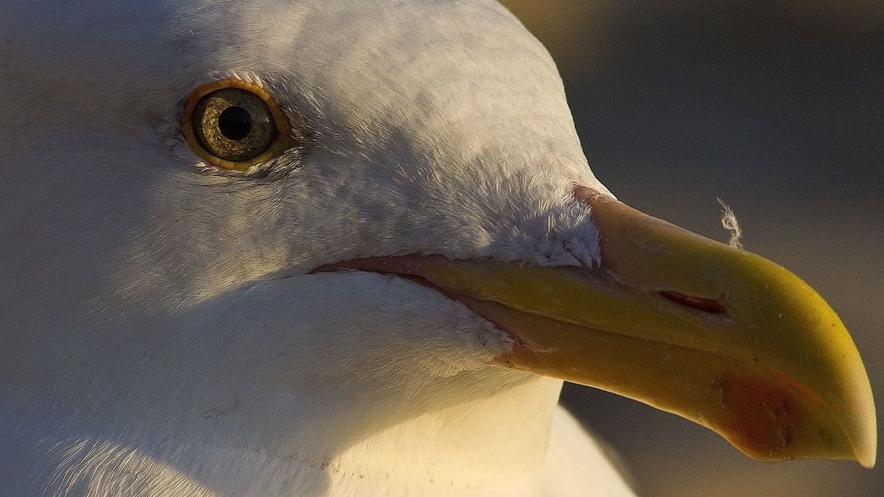 Bird brained? Gull scores a ride to organic composting facility. Twice.