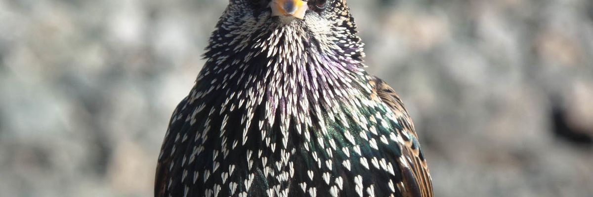 Birds on Prozac are not as sexy to potential partners: Study