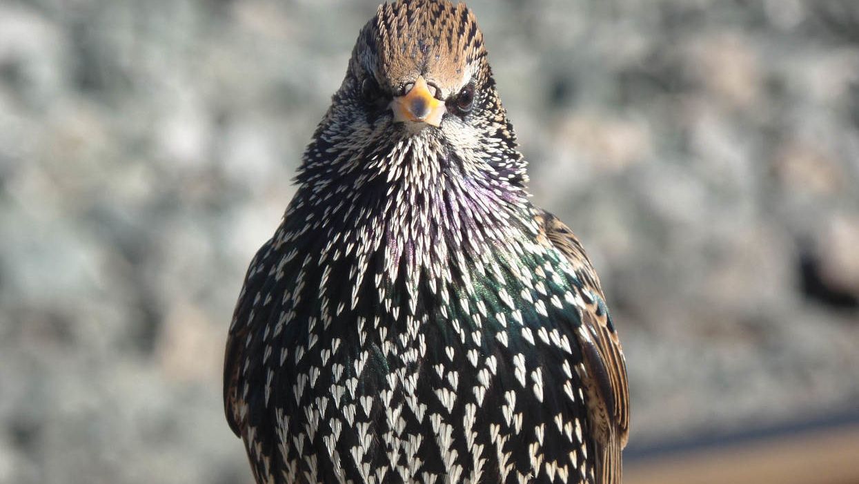 Birds on Prozac are not as sexy to potential partners: Study