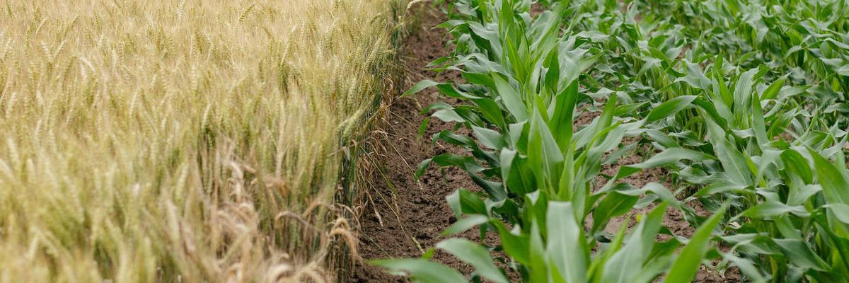 Expert witness from landmark Monsanto trial offers 5 fixes to shortcomings in current GE food regulations