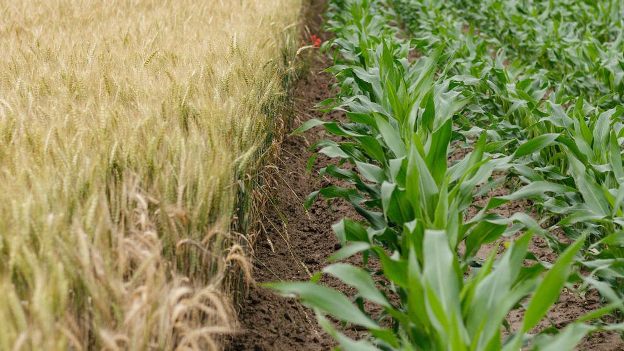 Expert witness from landmark Monsanto trial offers 5 fixes to shortcomings in current GE food regulations