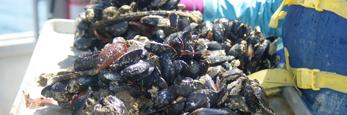 Mussels lose footing in more acidic ocean