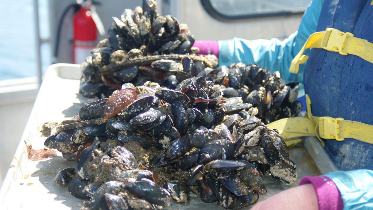 Mussels lose footing in more acidic ocean