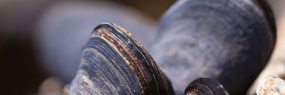 Fracking chemicals dumped in the Allegheny River a decade ago are still showing up in mussels: Study