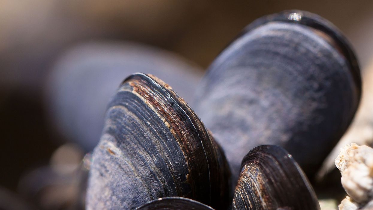 Fracking chemicals dumped in the Allegheny River a decade ago are still showing up in mussels: Study