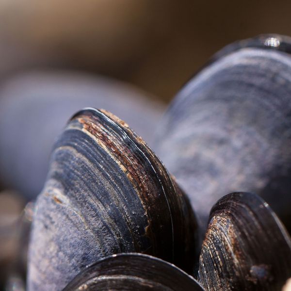 Fracking chemicals dumped in the Allegheny River a decade ago are still showing up in mussels: Study