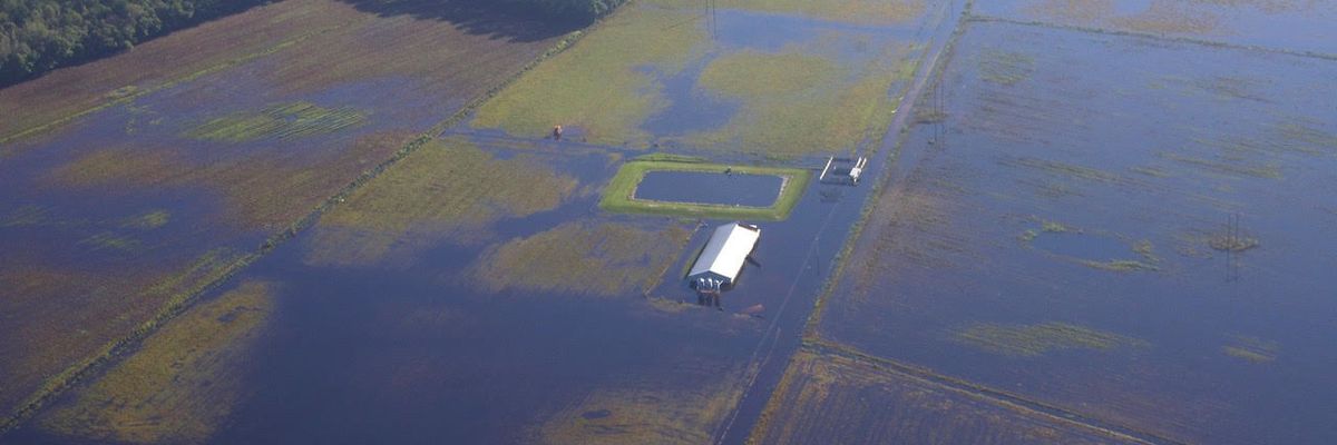 In North Carolina, hog waste pollution a familiar result. Will things ever change?