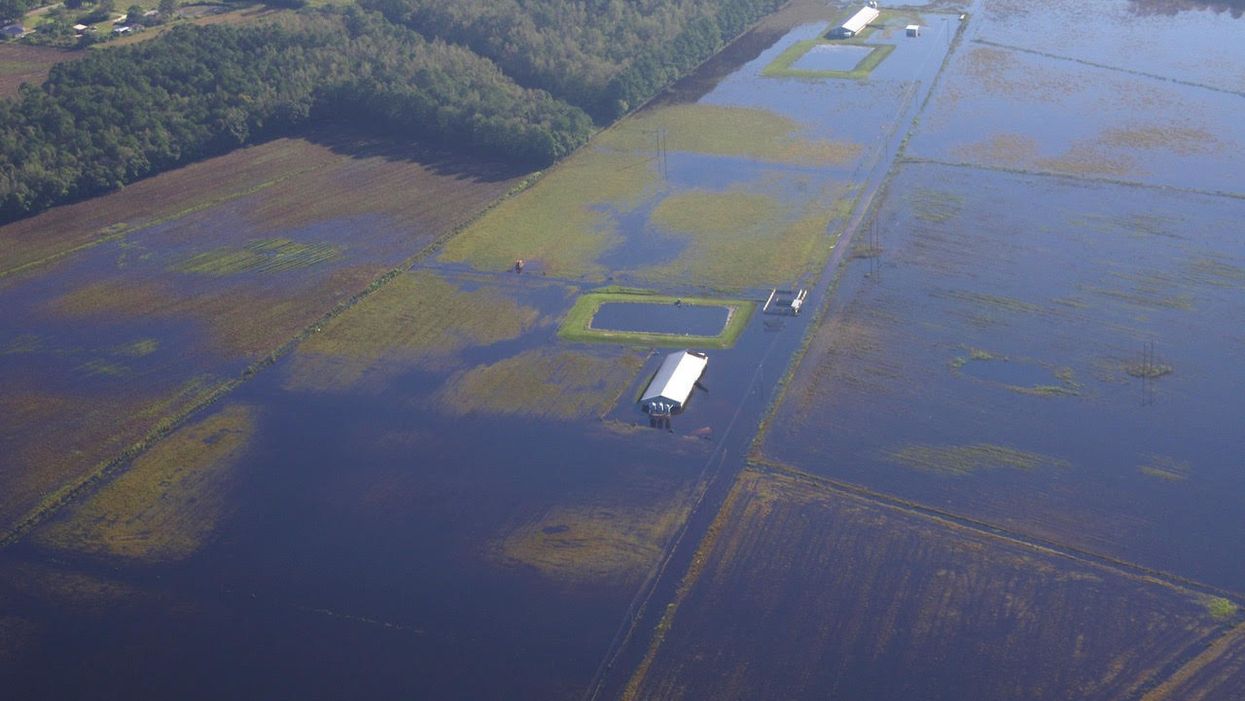 In North Carolina, hog waste pollution a familiar result. Will things ever change?