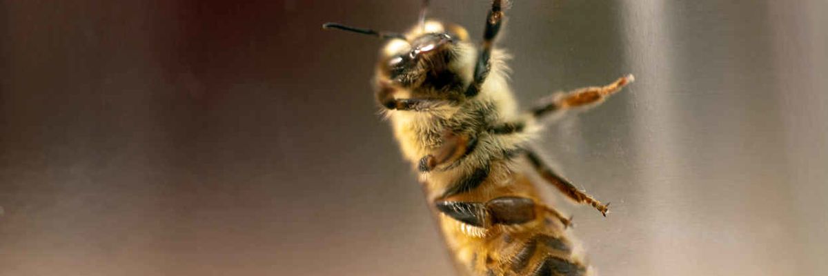 Active ingredient in Monsanto’s Roundup hurts honey bee guts