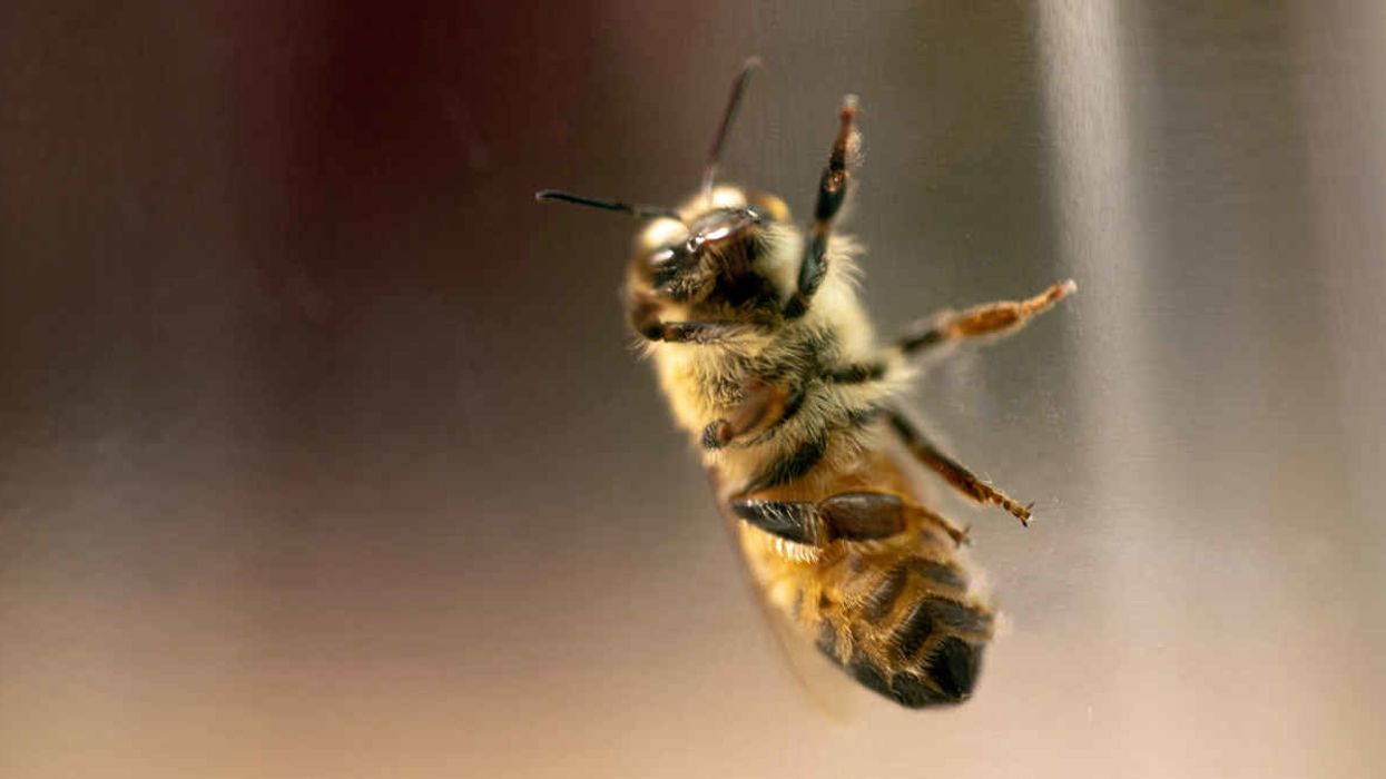 Active ingredient in Monsanto’s Roundup hurts honey bee guts