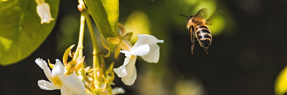 Dow wants to bolster use of a pesticide shown to hurt bees’ reproduction