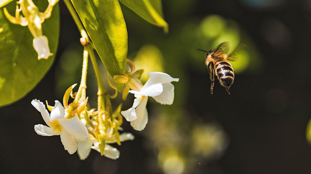 Dow wants to bolster use of a pesticide shown to hurt bees’ reproduction