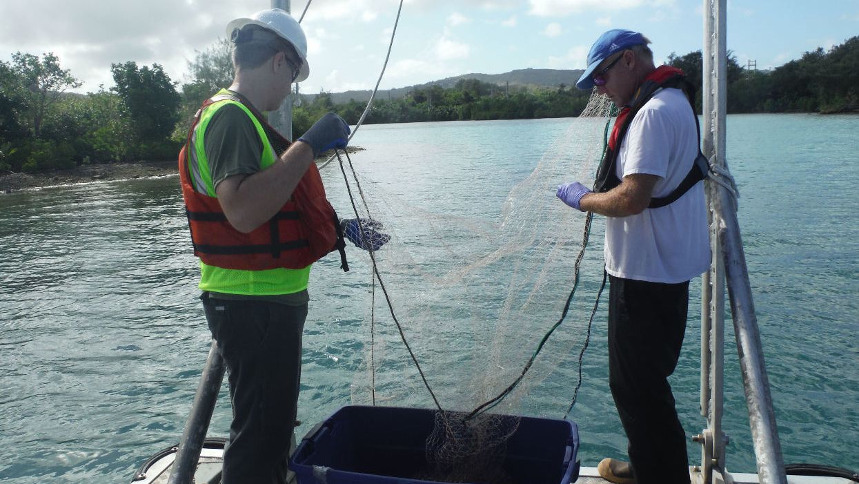 Dieldrin dilemma: How dated science and fish-eating advisories may be putting brains at risk