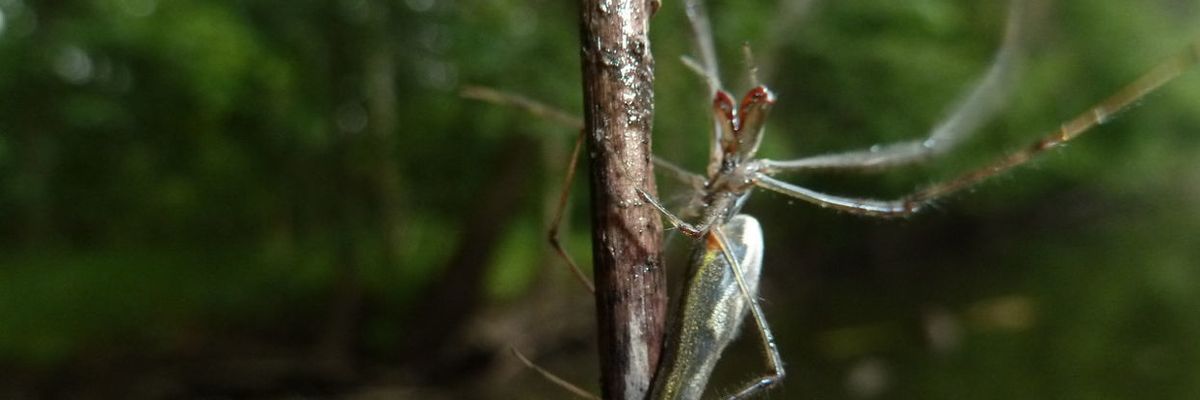 Bugs are full of our drugs—and they could be getting other critters hooked, too