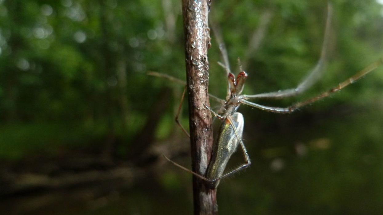 Bugs are full of our drugs—and they could be getting other critters hooked, too