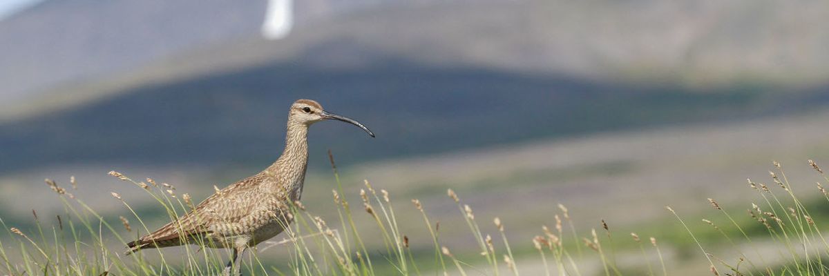 Shorebird egg theft is becoming a big problem in the Arctic. And climate change is behind it.