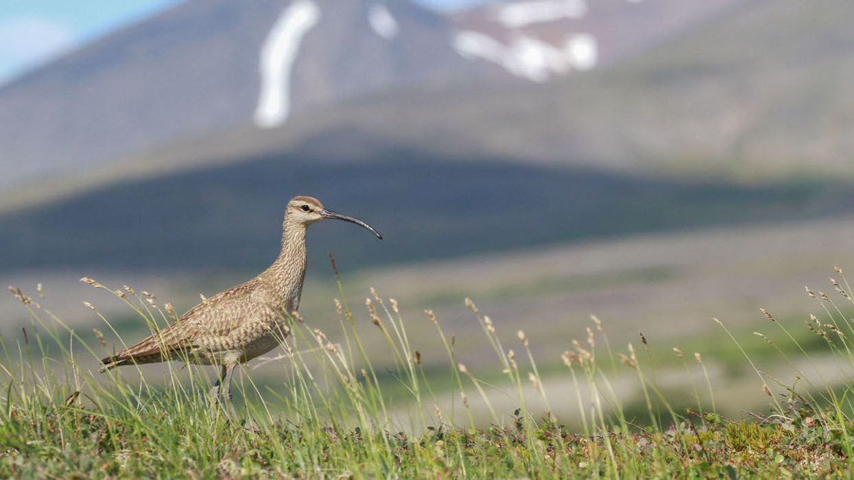 Shorebird egg theft is becoming a big problem in the Arctic. And climate change is behind it.