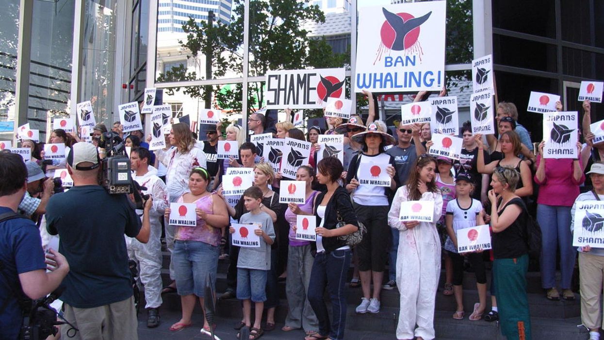 Peter Dykstra: Of whales and men