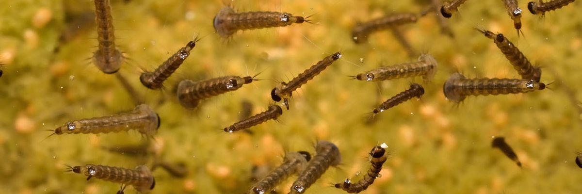 What’s the world’s most widely used herbicide doing to tiny critters?