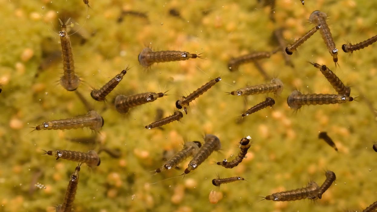What’s the world’s most widely used herbicide doing to tiny critters?
